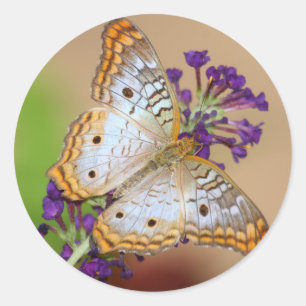Sticker Rond Papillon Peacock blanc sur Fleurs violettes