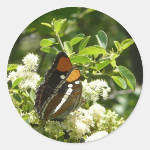 Sticker Rond Papillon-soeur de Californie en Yosemite