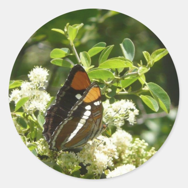 Sticker Rond Papillon-soeur de Californie en Yosemite (Devant)