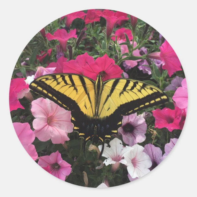 Sticker Rond Papillon sur fleurs de pétunia roses Printemps (Devant)