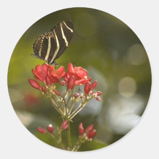 Sticker Rond Papillon sur l'autocollant royal de Poinciana