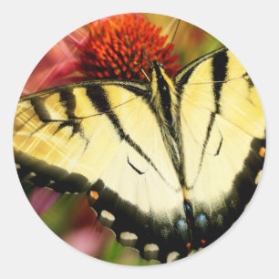 Sticker Rond Papillon Swallowtail
