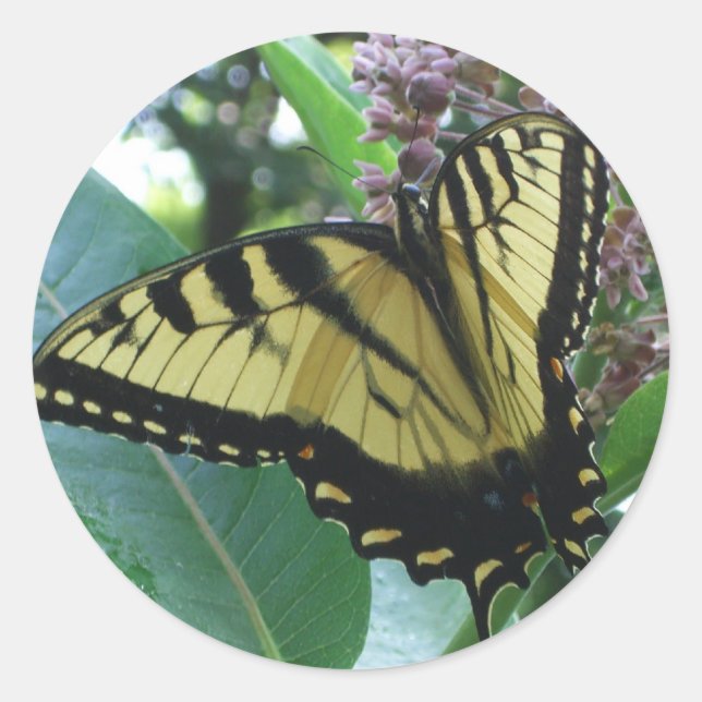 Sticker Rond Papillon Swallowtail I sur Asclépiade à Shenandoah (Devant)
