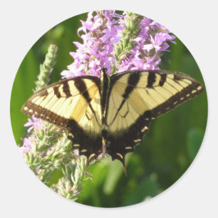 Sticker Rond Papillon Swallowtail sur Fleurs sauvages pourpres
