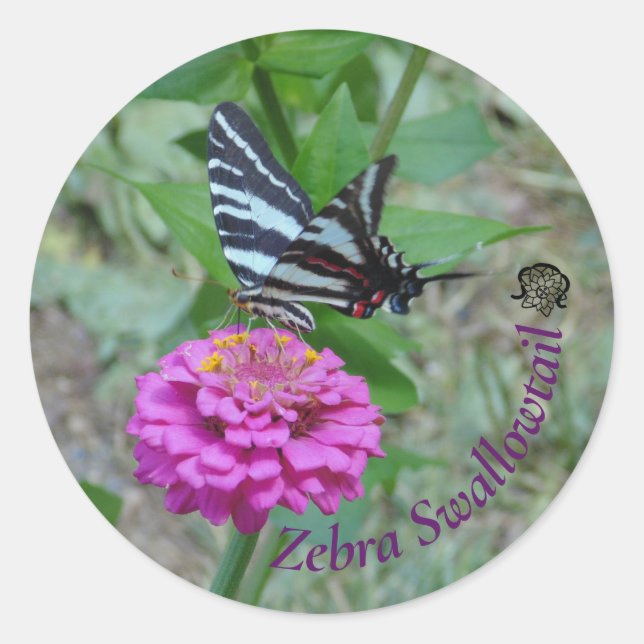 Sticker Rond Papillon swallowtail zébré (Devant)