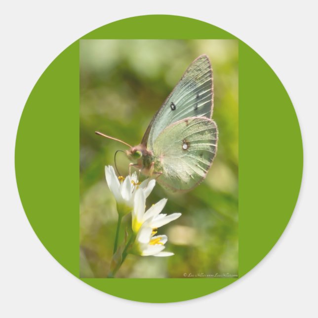 Sticker Rond Papillon Vert sur Fausse Ail Parure et Cadeaux (Devant)