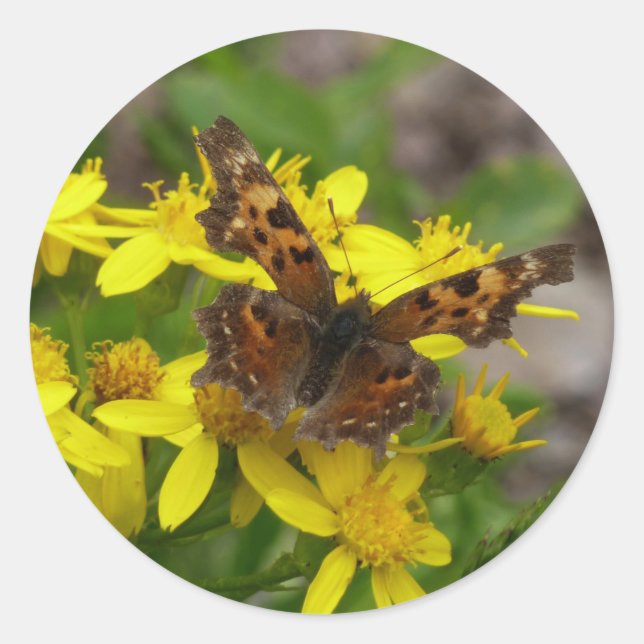 Sticker Rond Papillon virgule dans le parc national de Glacier (Devant)