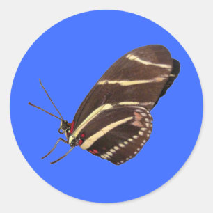 Sticker Rond Papillon zèbre de Floride