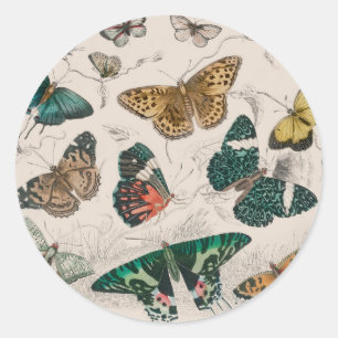 Sticker Rond Papillons Collection Antique Papillons