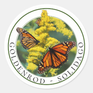 Sticker Rond Papillons Goldenrod Solidago et Monarch