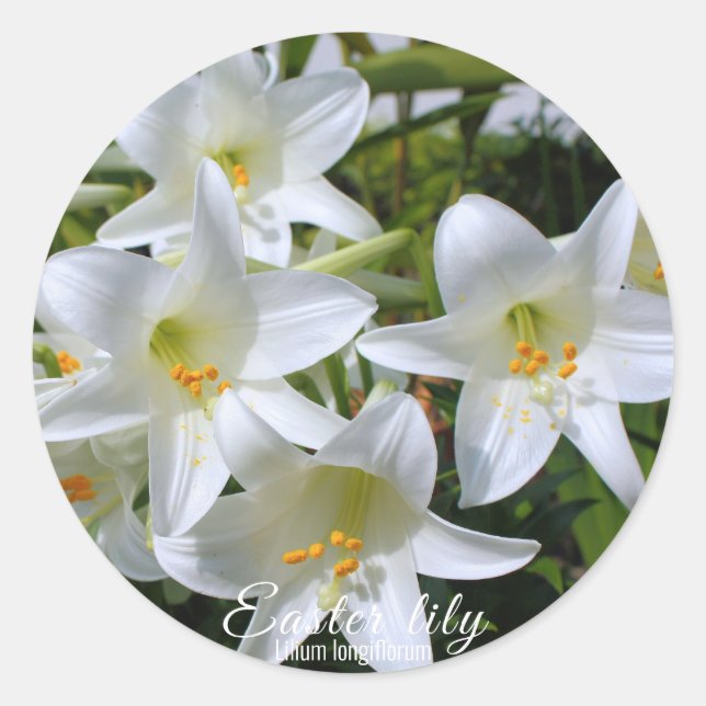 Sticker Rond Pâques lily [Round Seal] ン ド ル ー (Devant)