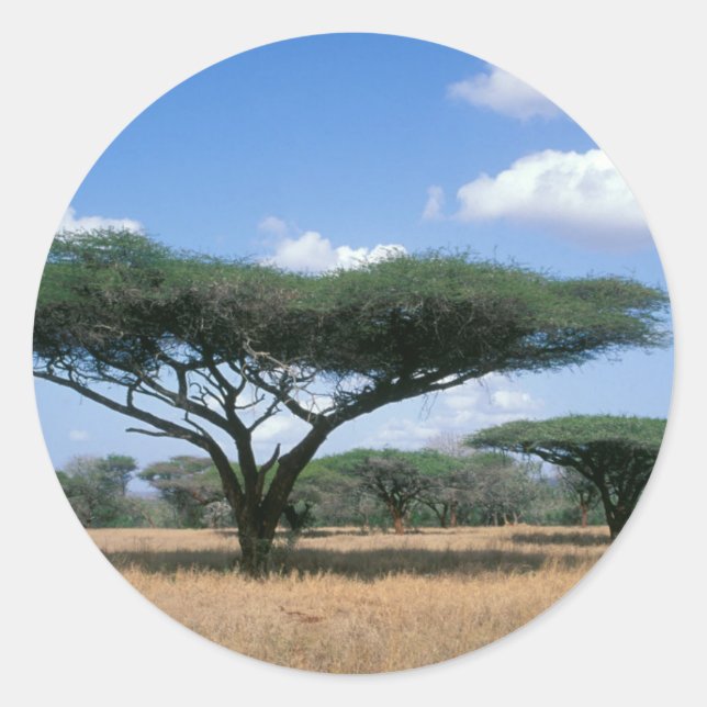 Sticker Rond Parapluie Thorn Acacia (Acacia tortilis), Mkuze (Devant)