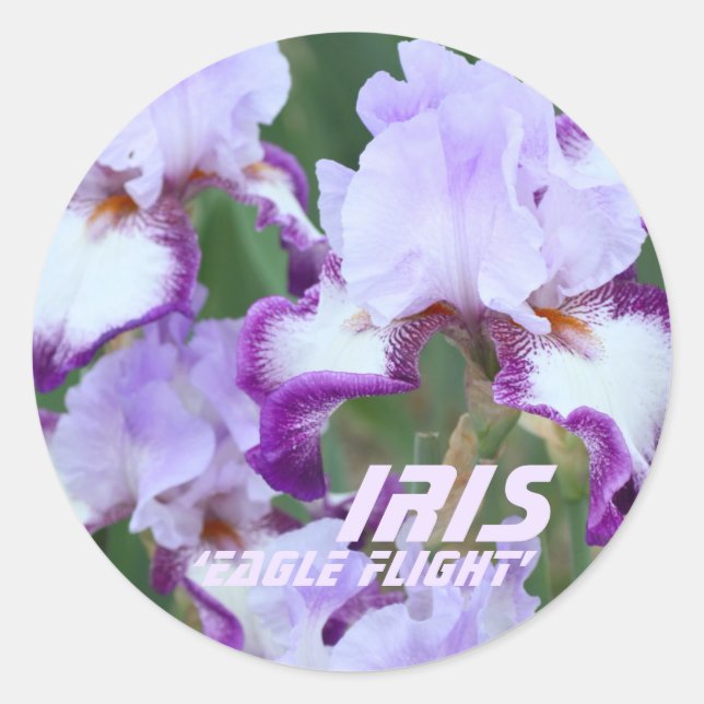 Sticker Rond Parc d'attractions Iris‘Eagle Flight" [Round Seal] (Devant)