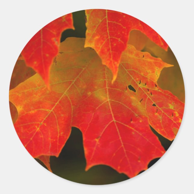 Sticker Rond Parc d'État d'Itasca, couleurs d'automne 2 (Devant)