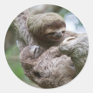 Sticker Rond Paresseux bébé avec sa mère suspendue à un arbre