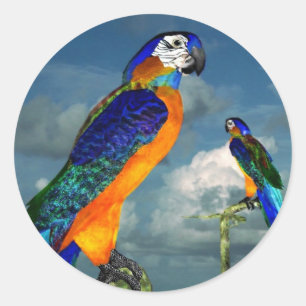 STICKER ROND PARROS HYPER / BLEUE ARA
