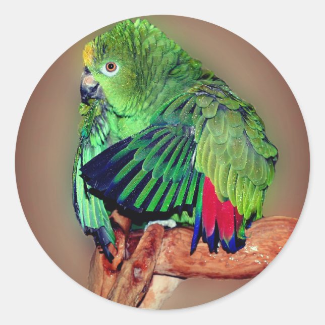 Sticker Rond Parrot Amazon à Naples Jaune mignon (Devant)