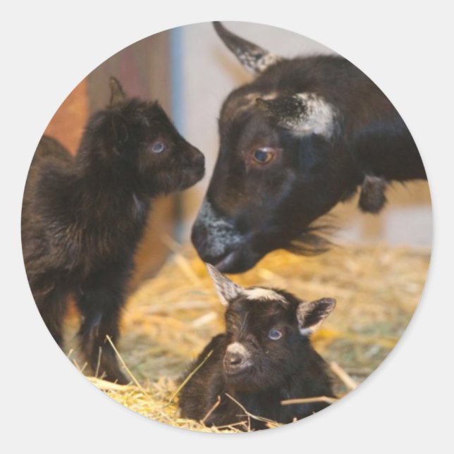 Sticker Rond Parties (Devant)