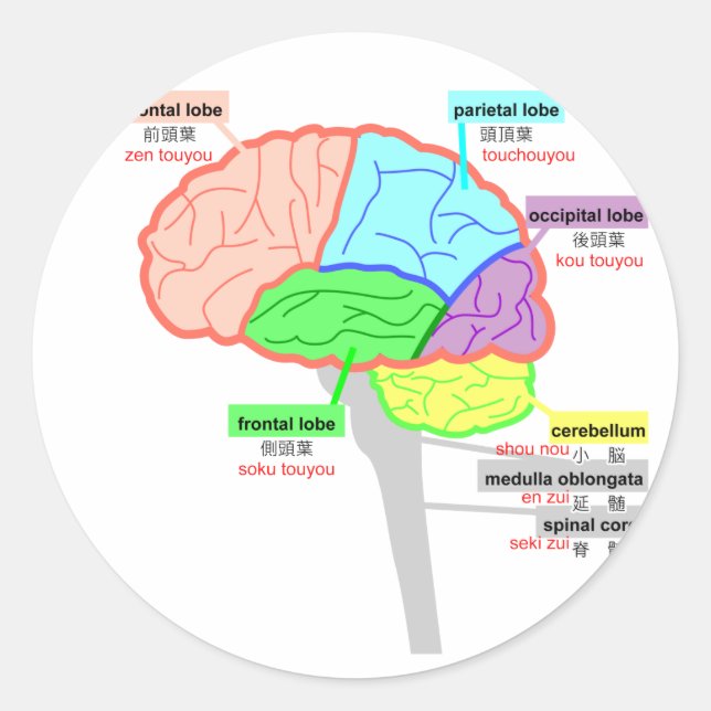 Sticker Rond parties simples du cerveau japonais (Devant)