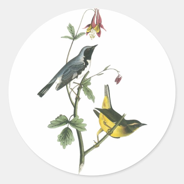 Sticker Rond Paruline bleue à gorge noire, John Audubon (Devant)