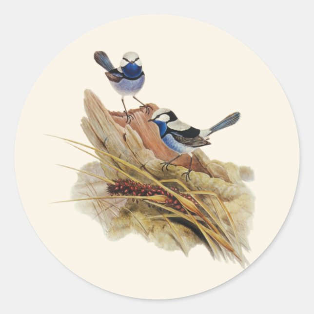 Sticker Rond Paruline Turquoisine, (Devant)