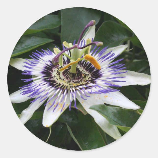 Sticker rond Passiflora photo florale (Devant)