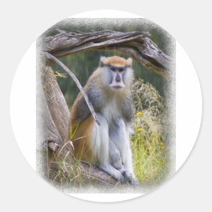 Sticker Rond Patas Monkey