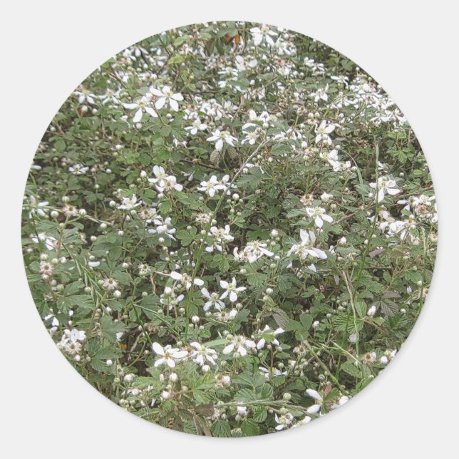 Sticker Rond Patch Briar Spring (Devant)