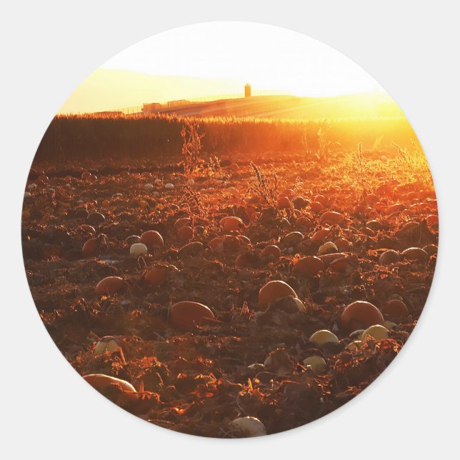 Sticker Rond Patch de citrouilles Coucher de soleil jaune  (Devant)