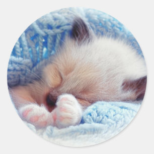 Sticker Rond Pattes siamoises de chaton de sommeil