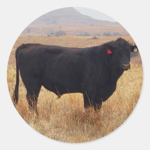 Sticker Rond Pâturage de Steer Black Angus avec son troupeau