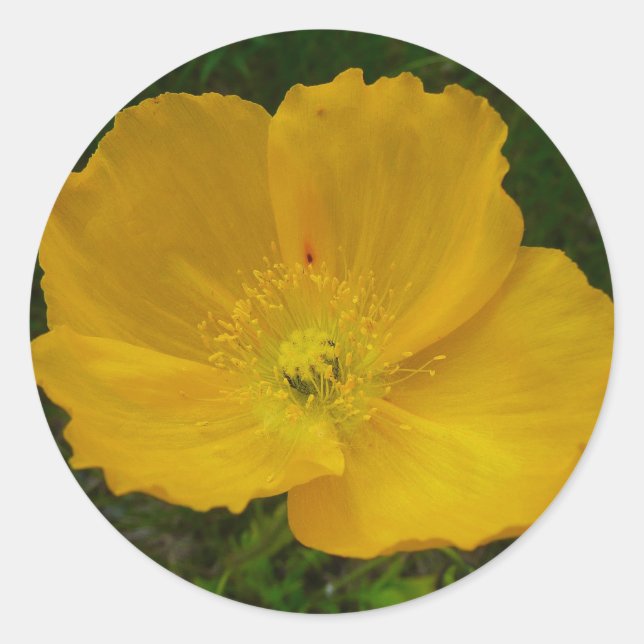 Sticker Rond Pavot jaune Fleur sauvage de l'Alaska Floral (Devant)