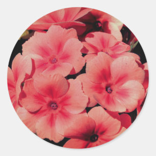 Sticker Rond Peach Primrose Flower Abstrait