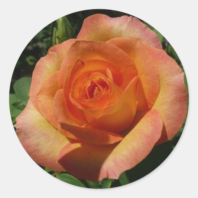 Sticker Rond Peach Rose Orange Floral Photographie (Devant)