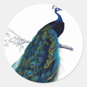 Sticker Rond Peacock couleur bleu vintage