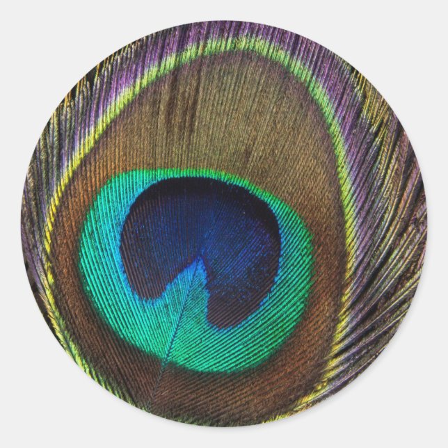 Sticker Rond Peacock Feather verticalement vers le haut (Devant)
