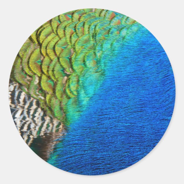 Sticker Rond Peacock Feathers IV Colorful Abstrait Nature (Devant)