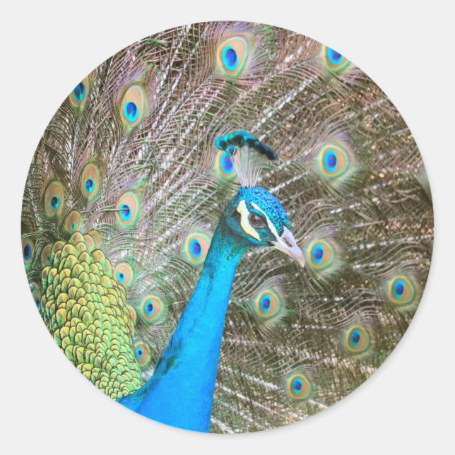 Sticker Rond Peacock Homme Oiseau avec plumes fanées - Faune (Devant)