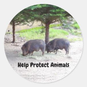 Sticker Rond Peccaire Chacoan #3