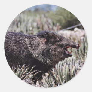 Sticker Rond Peccary colleté (javelina) baîllant parmi la