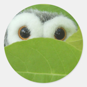 Sticker Rond Peek-A-Boo