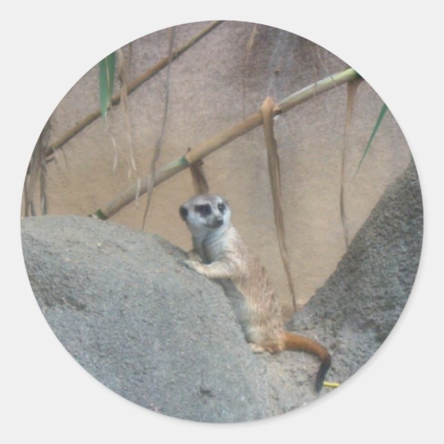 Sticker Rond Peerkat Meerkat (Devant)