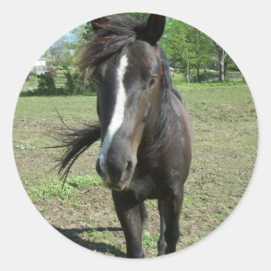 Sticker Rond Peinture de cheval