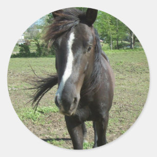 Sticker Rond Peinture de cheval