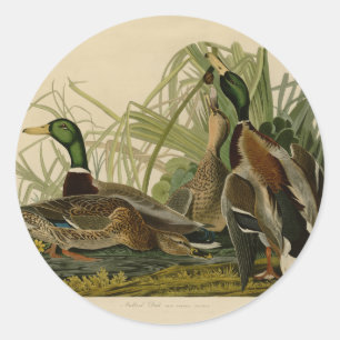 Sticker Rond Peinture d'oiseaux de Mallard Duck Audubon