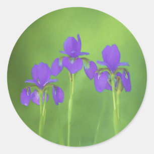 Sticker Rond Peinture Iris Violet - Art Fleur Originale