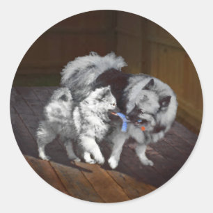 Sticker Rond Peinture Keeshond Playtime - Jolie art original ch