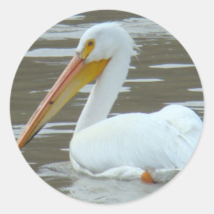 Sticker Rond Pélican blanc B15