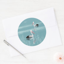 Pelican Couple Paddle sur Calm Aqua Water