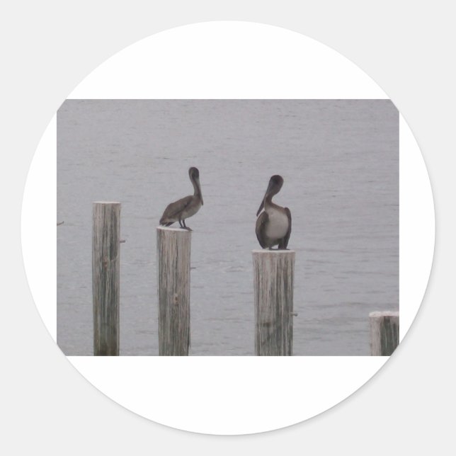 Sticker Rond Pélicans 3 (Devant)